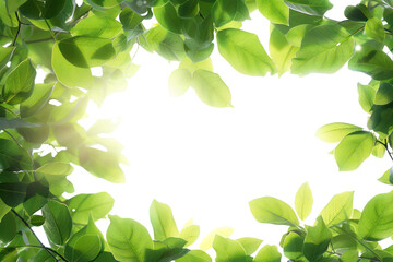 Obraz premium Bright green leaves forming a natural frame with sunlight filtering through, creating a vibrant and refreshing outdoor scene.