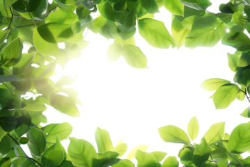 Bright green leaves forming a natural frame with sunlight filtering through, creating a vibrant and refreshing outdoor scene.