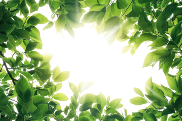 Vibrant green leaves forming a natural frame with sunlight shining through, creating a beautiful, refreshing outdoor scene.
