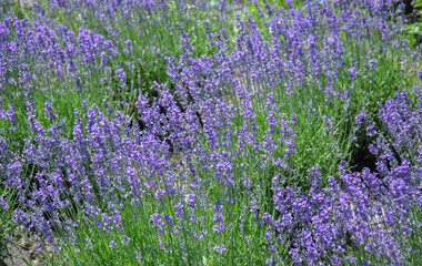 beautiful blooming lavender in the field