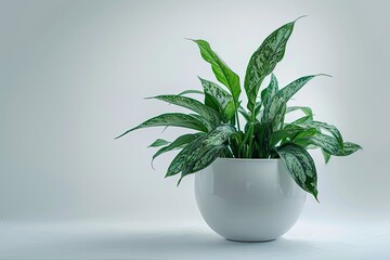 Green Aglaonema or Chinese Evergreen isolated on white background
