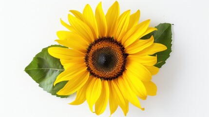 Obraz premium Close-Up of a Sunflower with Green Leaves