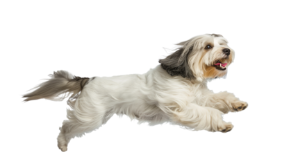 Full body shot of Havanese dog, running happily, smiling.
