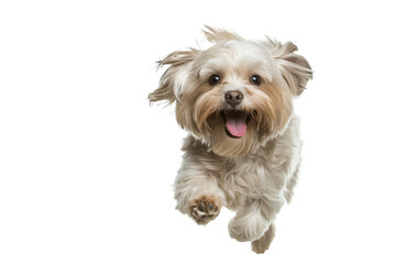 Full body shot of Havanese dog, running happily, smiling.