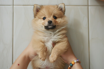 a small dog is held up by a person