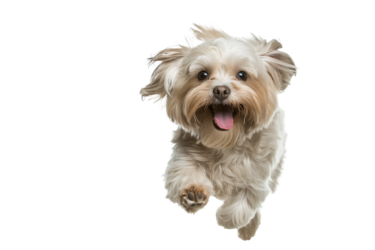 Full body shot of Havanese dog, running happily, smiling.