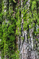 Texture of tree bark with moss.