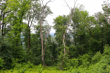 Fototapeta premium Summer forest. Hiking in the mountains, green forest. 
