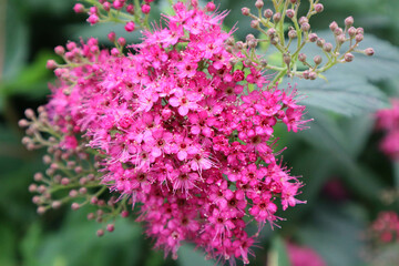 Pink flowers. . Laurustina is a plant belonging to the Adoxaceae family. Viburnum Thymus. Macro photo.