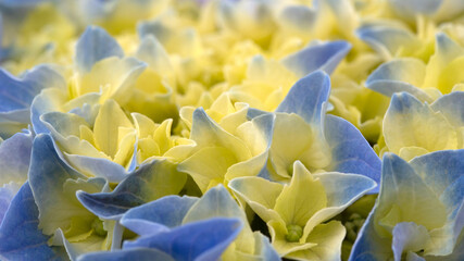 Closeup of flower head of Hydrangea macrophylla (Unknown Variety) in a garden in early summer