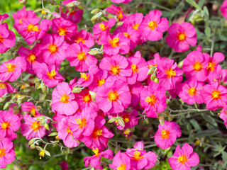 Flowers of rock rose  (Helianthemum 'Ben Hope') in a garden in early summer