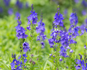 Flowers of Veronica (Unknown Variety) in a garden in early summer