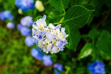 紫陽花が綺麗