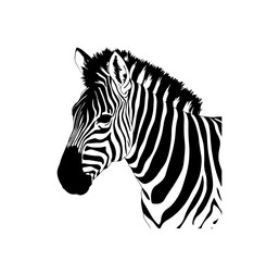Zebra animal illustration, nature conservation vector black and white stripes Vector illustration