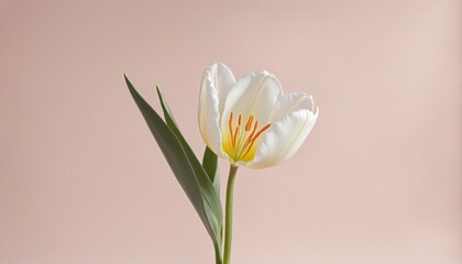 Spring Beauty: A Delicate and Sophisticated Floral Collection