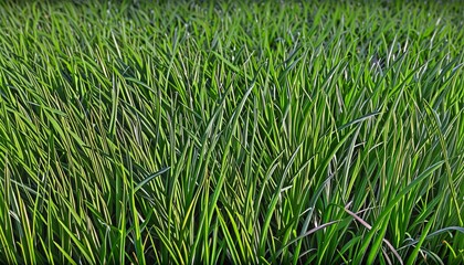 Nature's Beauty in Art: A Visual Compilation