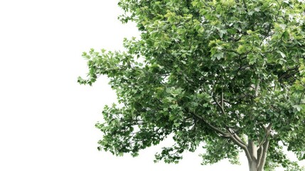 Fototapeta premium Towering sycamore tree with broad leaves, presented on a pure white background.