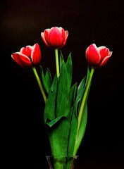 Tulip Macro