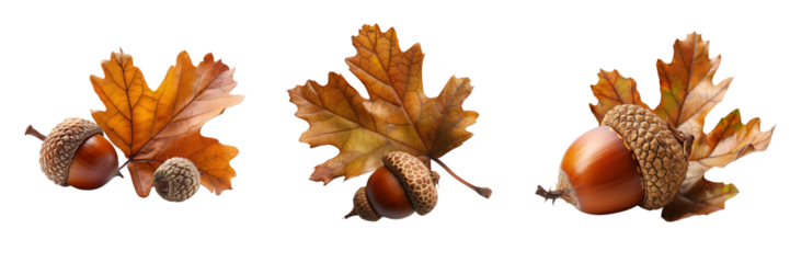 collection of acorn and oak leaf isolated on transparent background