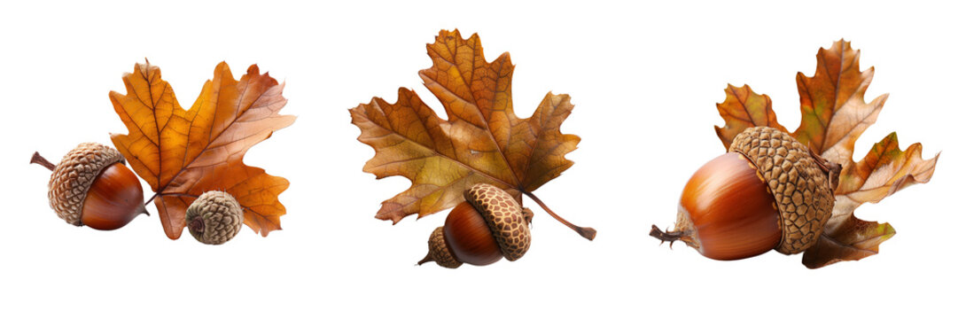 collection of acorn and oak leaf isolated on transparent background