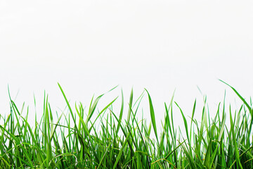 Obraz premium Green grass blades are growing over a white background creating a natural border