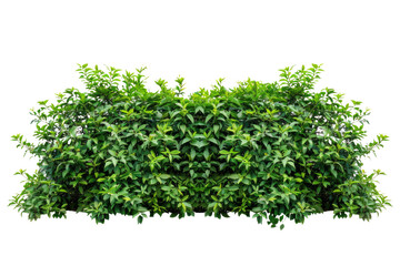 Fototapeta premium Green bush or wall of shrubs isolated on white background. Green leaves wall with clipping path