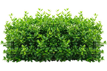 Obraz premium Green bush or wall of shrubs isolated on white background. Green leaves wall with clipping path