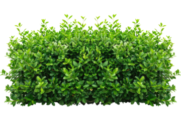 Green bush or wall of shrubs isolated on white background. Green leaves wall with clipping path