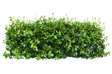 Fototapeta premium Green bush or wall of shrubs isolated on white background. Green leaves wall with clipping path