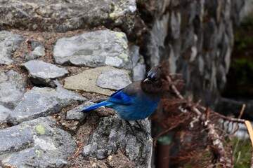 blue bird