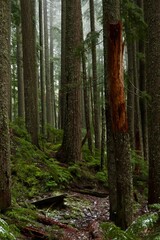 forest in the morning