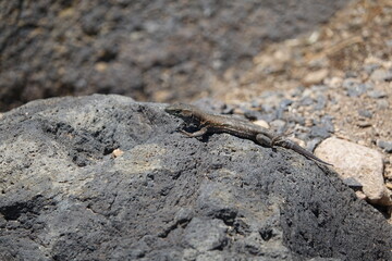 Atlantic lizard (Gallotia atlantica) island of Fuerteventura in the Canary Islands