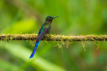 Violet-tailed Sylph - Aglaiocercus coelestis, beautiful long tailed hummingbird of South America, Mindo, Ecuador, 4K resolution