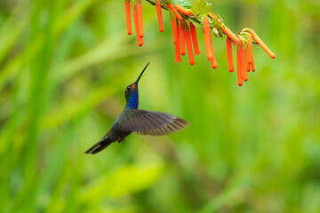 Wildlife from tropic nature. Hummingbird with flower. Rufous-gaped Hillstar, Urochroa bougueri, on ping flower, green and yellow background, Bird sucking nectar from pink bloom, Ecuador
