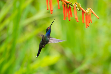 Wildlife from tropic nature. Hummingbird with flower. Rufous-gaped Hillstar, Urochroa bougueri, on ping flower, green and yellow background, Bird sucking nectar from pink bloom, Ecuador