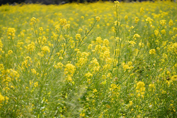 黄金の菜の花畑