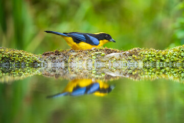 The blue-winged mountain tanager (Anisognathus somptuosus) is a species of bird in the family Thraupidae, the tanagers. It is native to South America, where it is found in Bolivia, Colombia, Ecuador, 