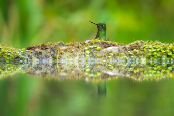 Buff-tailed coronet (Boissonneaua flavescens), on branch, 4K resolution, best Ecuador humminbirds, colibri
