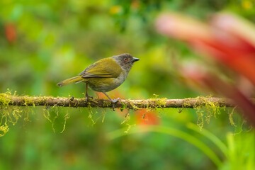 Dusky Bush Tanager, Dusky Chlorospingus, Chlorospingus semifuscus, sitting on the branch. Wildlife in Ecuador, mountain bird in the dark green forest, clear background.