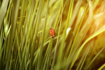 Beautiful Lilioceris merdigera on green grass
