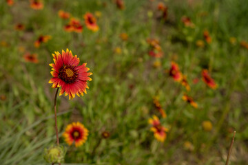Single Blanketflower Stands Out In Field