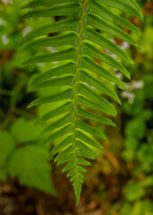 Single Fern Branch Hangs Across Frame