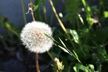 ふわふわのタンポポの綿毛が美しく光る