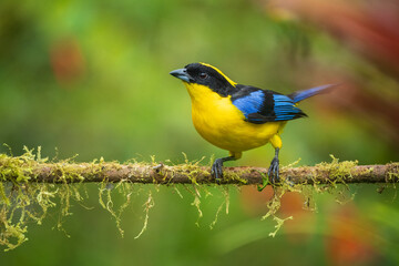 The blue-winged mountain tanager (Anisognathus somptuosus) is a species of bird in the family Thraupidae, the tanagers. It is native to South America, where it is found in Bolivia, Colombia, Ecuador, 