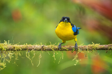 The blue-winged mountain tanager (Anisognathus somptuosus) is a species of bird in the family Thraupidae, the tanagers. It is native to South America, where it is found in Bolivia, Colombia, Ecuador, 