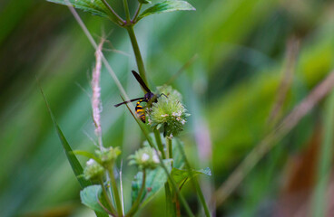 defocus black bees with a combination of yellow stripes that perch and search for nectar in wild plants
