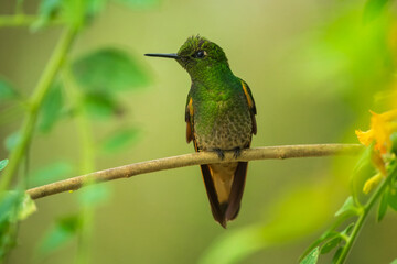 Buff-tailed coronet (Boissonneaua flavescens), on branch, 4K resolution, best Ecuador humminbirds, colibri
