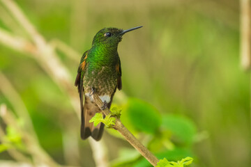 Buff-tailed coronet (Boissonneaua flavescens), on branch, 4K resolution, best Ecuador humminbirds, colibri
