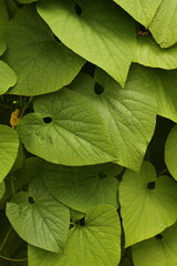 Plante grimpante Aristoloche