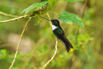 Collared Inca - Coeligena torquata hummingbird found in humid Andean forests in Venezuela, Colombia, Ecuador, Peru and Bolivia, white chest-patch, flower nectar especially from bromeliads.